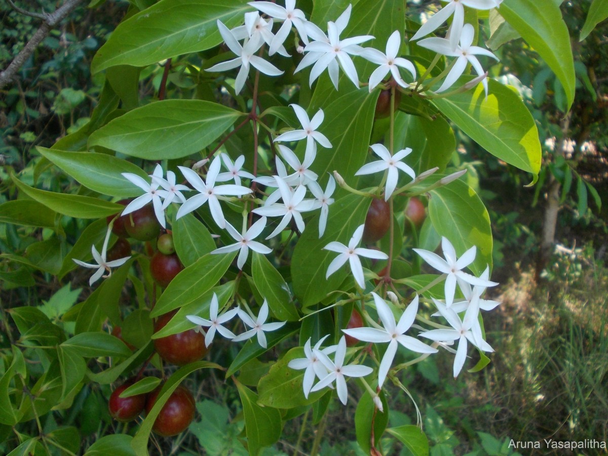 Carissa inermis